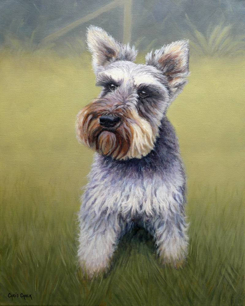 Dog pet portrait painting of a schnawzer