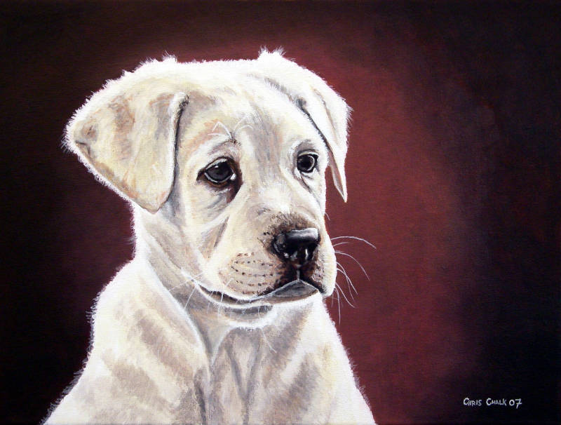 Painting of Labrador Puppy
