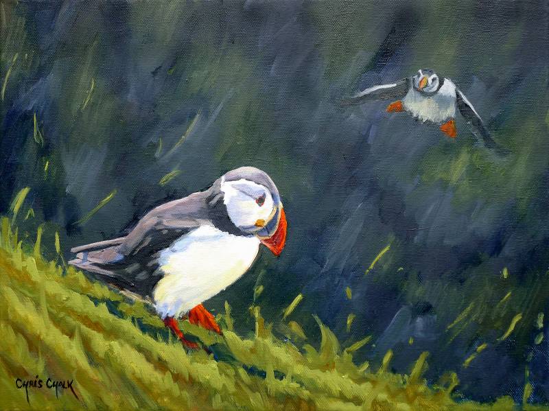 Puffin prints