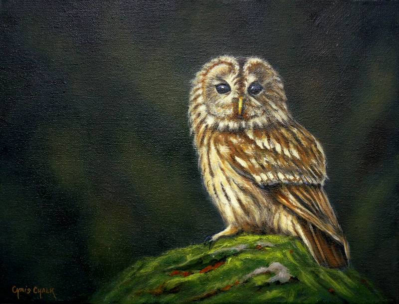 Tawny Owl print