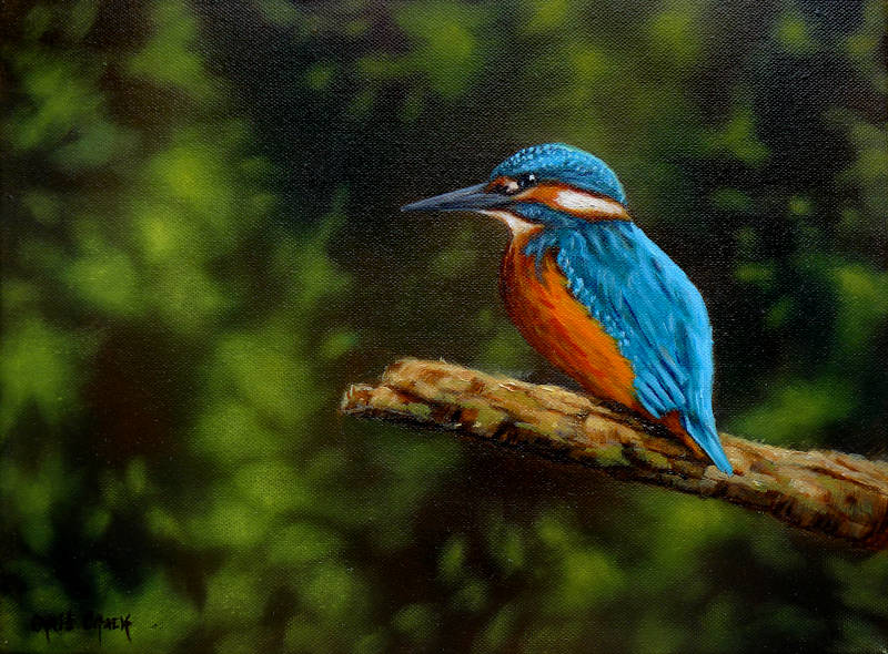 Kingfisher print