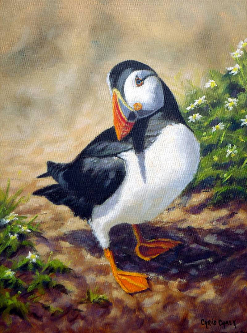 print of a Puffin