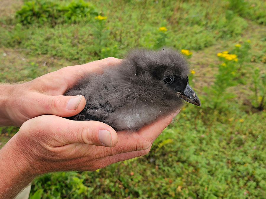 baby puffin being held gently by a bird ringer on Skokholm island