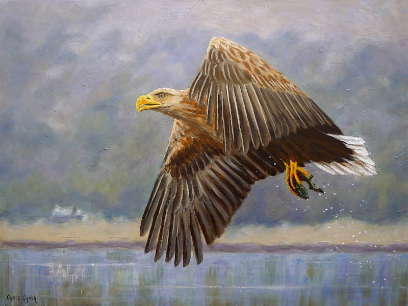 White Tailed Sea Eagle print